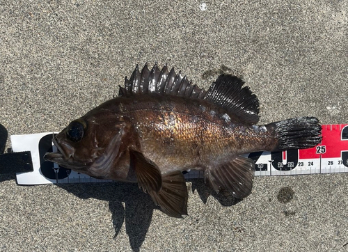 メバルの釣果