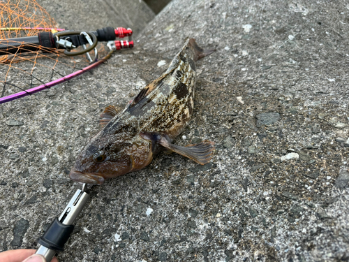 アイナメの釣果