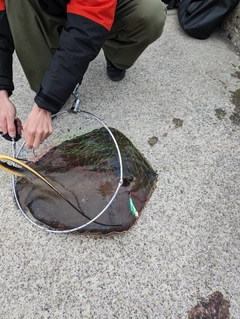 アカエイの釣果