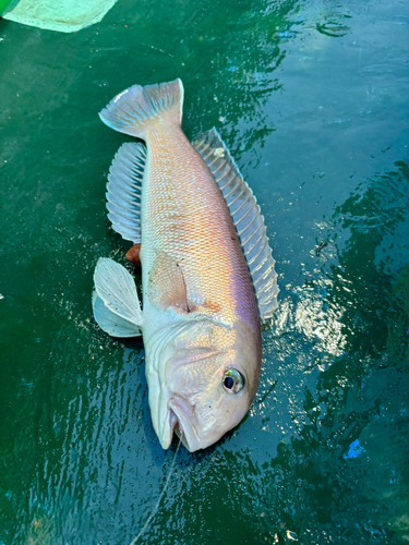 シロアマダイの釣果