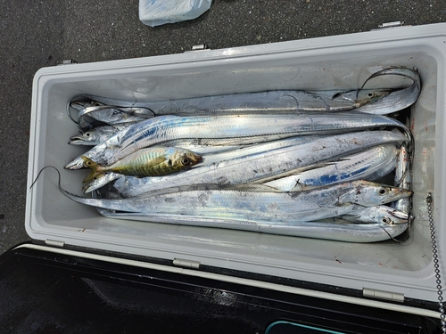 タチウオの釣果