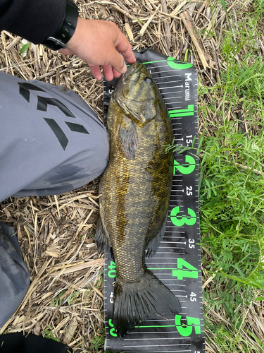 スモールマウスバスの釣果