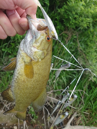 スモールマウスバスの釣果