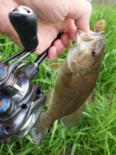 スモールマウスバスの釣果