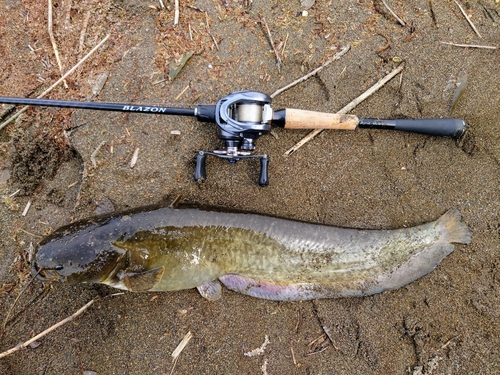 ナマズの釣果