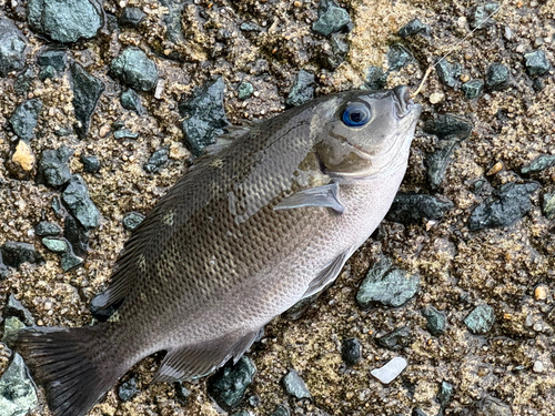 メジナの釣果