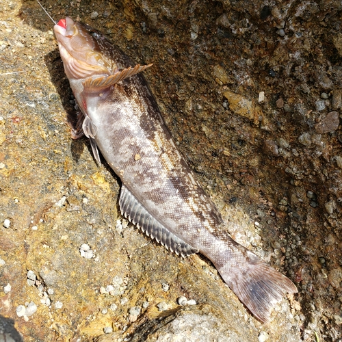 アイナメの釣果