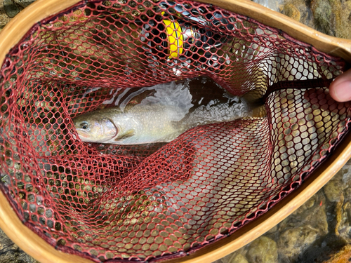 イワナの釣果