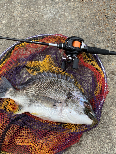 クロダイの釣果