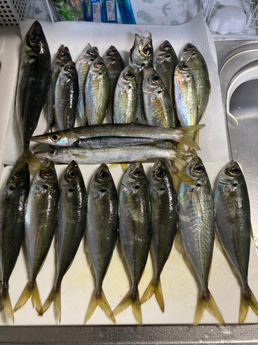 アジの釣果