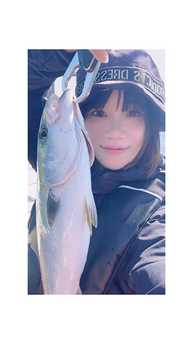 ハマチの釣果