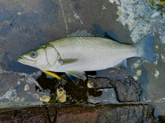 ヒラスズキの釣果