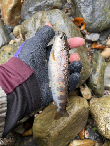 アマゴの釣果