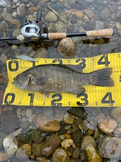 スモールマウスバスの釣果