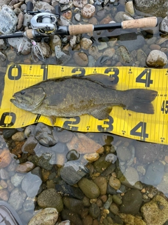 スモールマウスバスの釣果