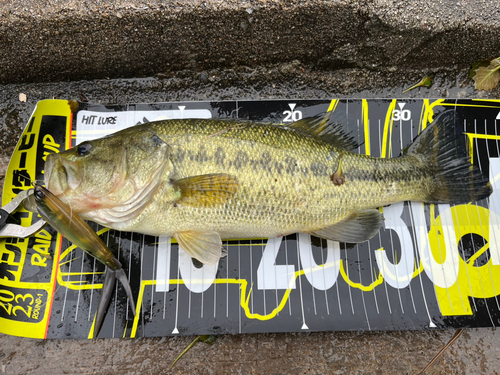 ブラックバスの釣果