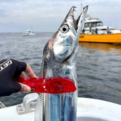 タチウオの釣果