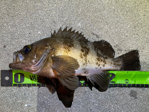 メバルの釣果