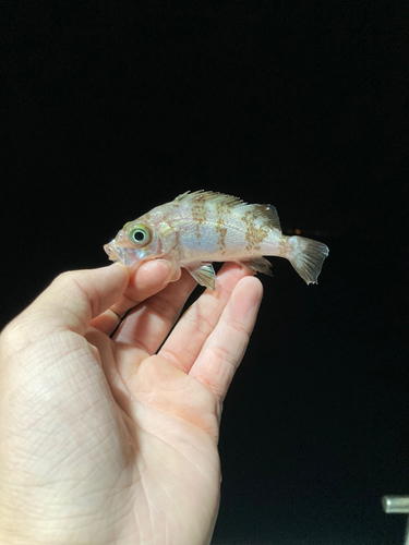 クロメバルの釣果