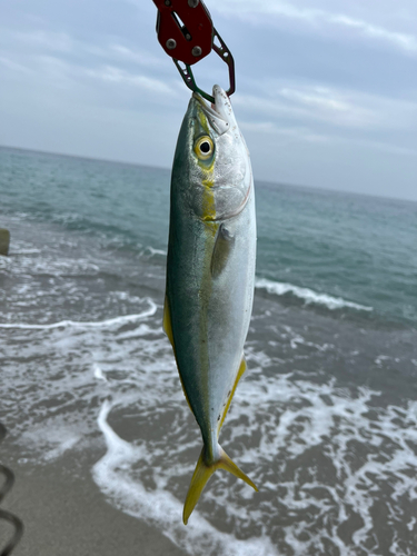 フクラギの釣果