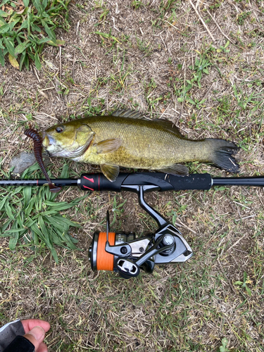 スモールマウスバスの釣果