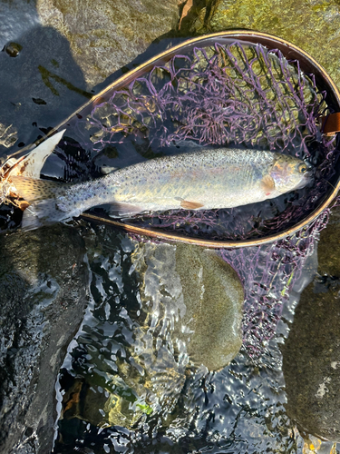 ニジマスの釣果