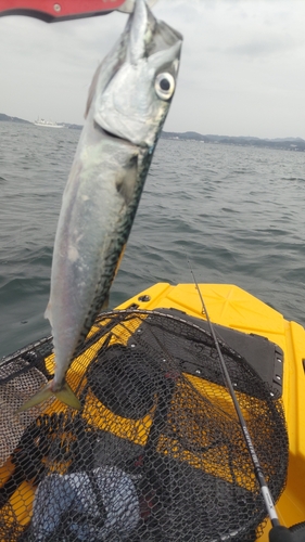 サバの釣果