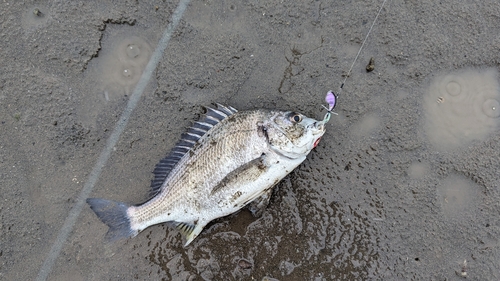 キビレの釣果