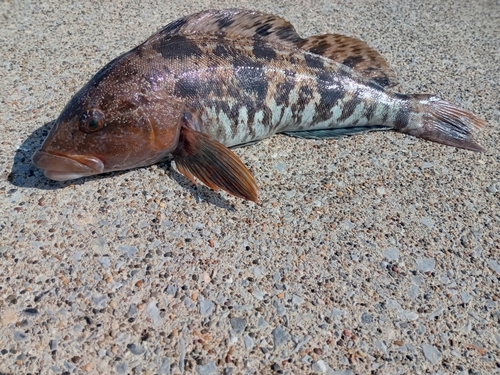 アイナメの釣果