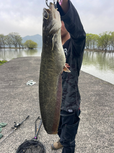 ナマズの釣果