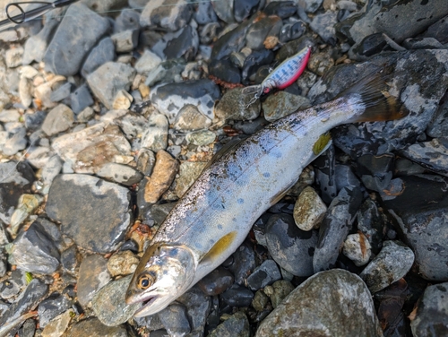 ヤマメの釣果