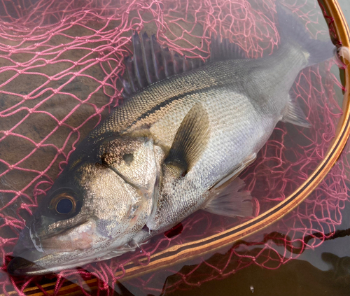 スズキの釣果