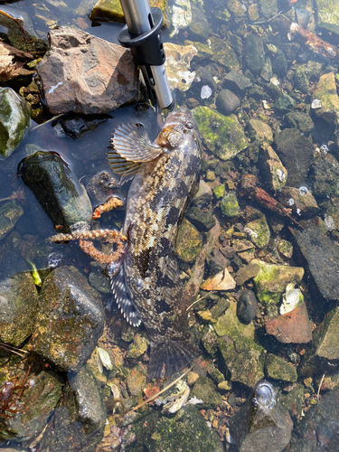 アイナメの釣果