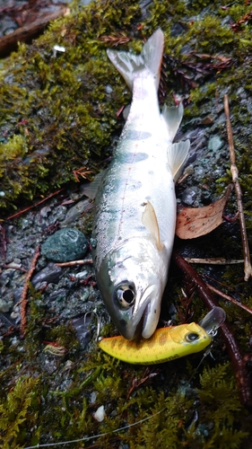 アマゴの釣果