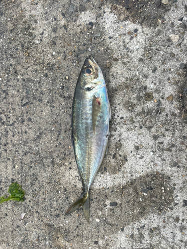 サバの釣果