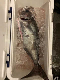 メダイの釣果