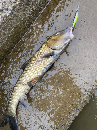 ニゴイの釣果