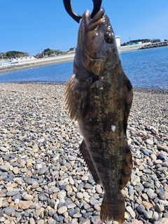 アイナメの釣果