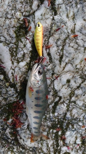 アマゴの釣果