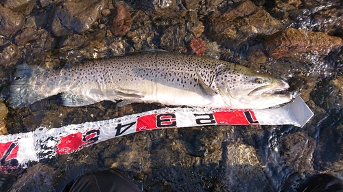 ブラウントラウトの釣果