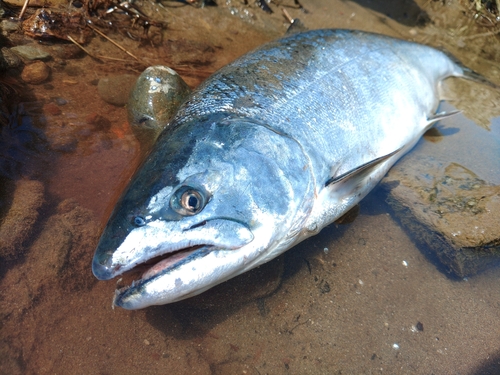 サクラマスの釣果