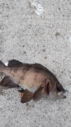 メバルの釣果