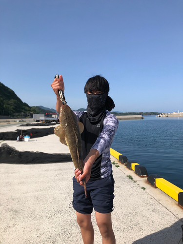 マゴチの釣果