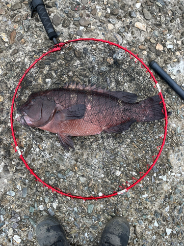 コブダイの釣果