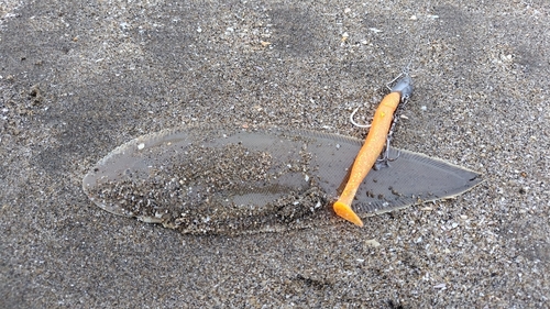 シタビラメの釣果