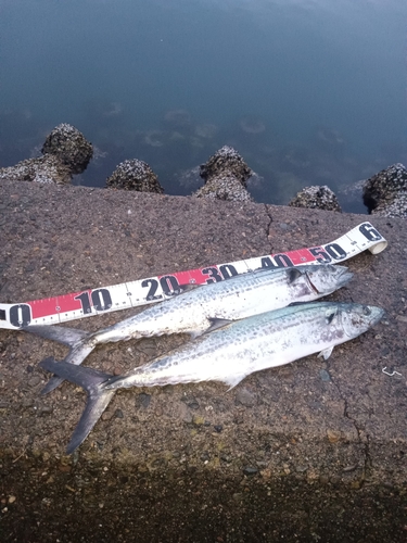 サゴシの釣果