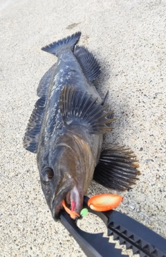 アイナメの釣果