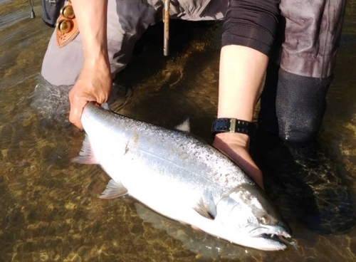 サクラマスの釣果