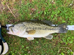 ラージマウスバスの釣果