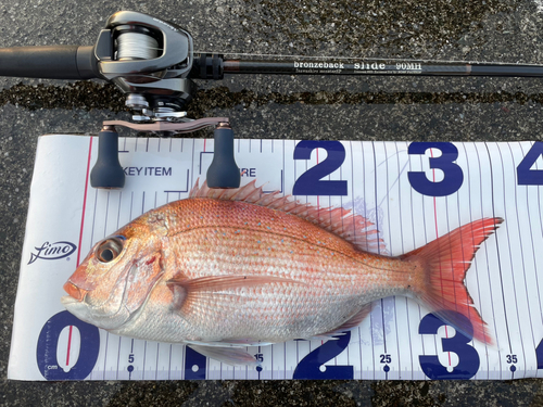 マダイの釣果